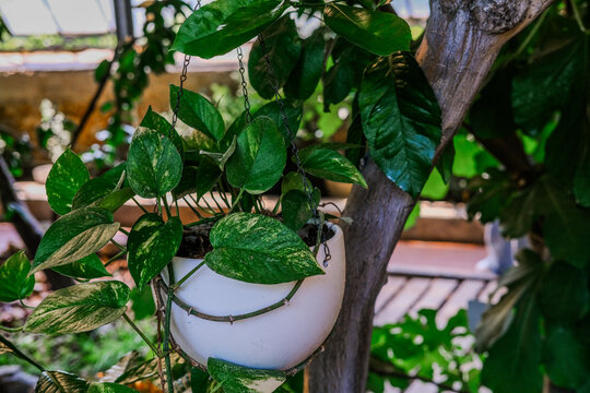 Lush green pothos plant cascading from a white hanging pot in a vibrant greenhouse setting - Powered by Adobe