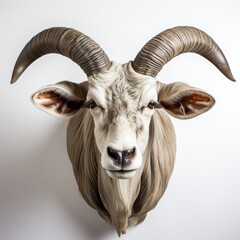 Obraz premium Minimalist Illustration of Longhorns on White Background