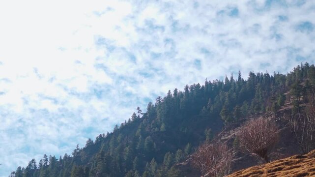 Clouds above the Pine tree forest on a Himalayan mountain peak during a sunny day as seen from Manali in Himachal Pradesh, India. Clouds above the mountain during the winter season. Nature background.