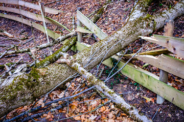 broken tree after a storm