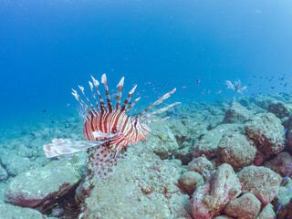 美しく大きなハナミノカサゴ（ミノカサゴ亜科）他。
英名学名：Red Lionfish (Pterois volitans)
岩場に集まる、美しいソラスズメダイ（スズメダイ科）他の群れ。
英名学名：Heavenly Damselfish (Pomacentrus coelestis)
静岡県伊豆半島賀茂郡南伊豆町中木ヒリゾ浜2024年
