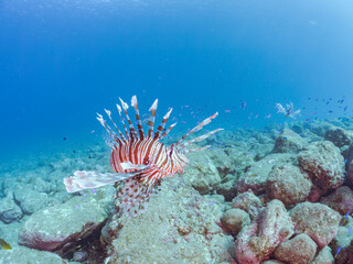 美しく大きなハナミノカサゴ（ミノカサゴ亜科）他。
英名学名：Red Lionfish (Pterois volitans)
岩場に集まる、美しいソラスズメダイ（スズメダイ科）他の群れ。
英名学名：Heavenly Damselfish (Pomacentrus coelestis)
静岡県伊豆半島賀茂郡南伊豆町中木ヒリゾ浜2024年
