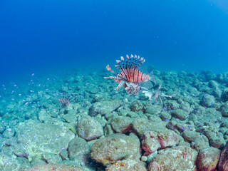 美しく大きなハナミノカサゴ（ミノカサゴ亜科）他。
英名学名：Red Lionfish (Pterois volitans)
岩場に集まる、美しいソラスズメダイ（スズメダイ科）他の群れ。
英名学名：Heavenly Damselfish (Pomacentrus coelestis)
静岡県伊豆半島賀茂郡南伊豆町中木ヒリゾ浜2024年
