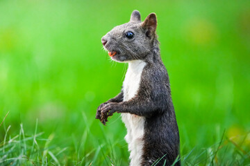 初秋の草木の緑が綺麗な公園にてリスが餌お咥えながら両手を前で合わせて周囲を見て立って居る姿。周囲が草木のグリーン色で中央に真ん丸の目をしたリスが立ち上がって居る横構図です。