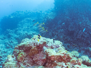 サンゴの白化現象とイソギンチャク畑のクマノミペア、ミツボシクロスズメダイ、アカヒメジ他の群れ
英名学名：Yellowtail clownfish, Amphiprion clarkii
Threespot dascyllus, Dascyllus trimaculatus
Yellowfin goatfish, Mulloidichthys vanicolensis
賀茂郡南伊豆町中木ヒリゾ浜