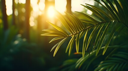 golden hour palm leaves, tropical nature - golden hour photography