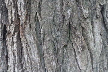 Close up of dry grey bark of cottonwood poplar tree