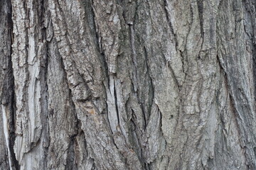 Close view of dry grey bark of cottonwood poplar tree