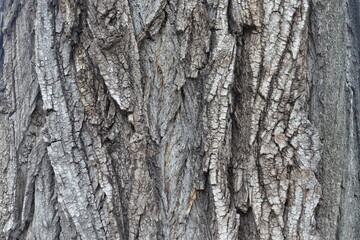 Texture of dry bark of cottonwood poplar tree