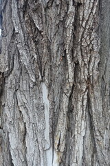 Uneven surface of dry grey bark of cottonwood poplar tree