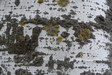 Close up of pale green and black bark of white poplar tree