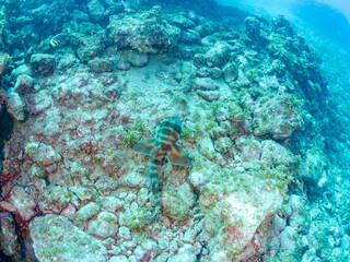 ゆったり泳ぐ,
大きな美しいネコザメ（ネコザメ科）。
英名学名：Japanese bullhead shark, Heterodontus japonicus
静岡県伊豆半島賀茂郡南伊豆町中木ヒリゾ浜2024年
