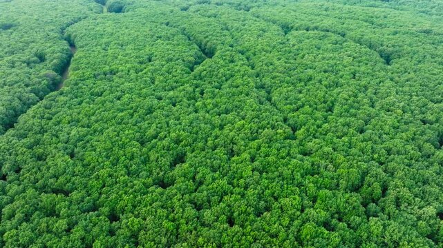 Panoramic drone shot of lash green Foloi oak forest in Greece during summer
