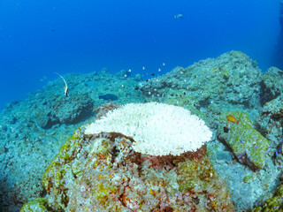 サンゴの白化現象
テーブルサンゴのツノダシ、フタスジリュウキュウスズメダイ、ミツボシクロスズメダイ幼魚他
英名学名：Moorish Idol, Zanclus cornutus
Reticulated Dascyllus,Dascyllus reticulatus
Threespot dascyllus,Dascyllus trimaculatus
静岡県伊豆半島賀茂郡南伊豆町中木ヒリゾ浜2024