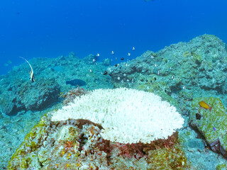 サンゴの白化現象
テーブルサンゴのツノダシ、フタスジリュウキュウスズメダイ、ミツボシクロスズメダイ幼魚他
英名学名：Moorish Idol, Zanclus cornutus
Reticulated Dascyllus,Dascyllus reticulatus
Threespot dascyllus,Dascyllus trimaculatus
静岡県伊豆半島賀茂郡南伊豆町中木ヒリゾ浜2024
