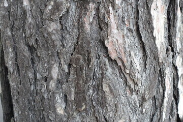 Close shot of dry grey bark of pine tree