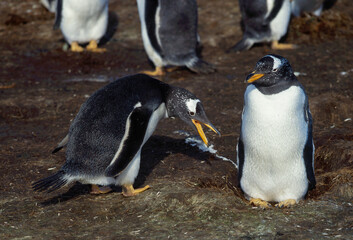 Manchot papou, .Pygoscelis papua, Gentoo Penguin,  Iles Falkland