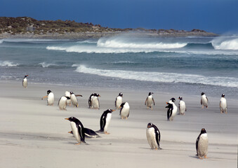 Obraz premium Manchot papou, .Pygoscelis papua, Gentoo Penguin, Iles Falkland
