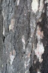 Close up of grey and brown bark of pine tree
