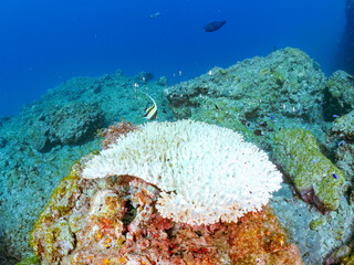 サンゴの白化現象
テーブルサンゴのツノダシ、フタスジリュウキュウスズメダイ、ミツボシクロスズメダイ幼魚他
英名学名：Moorish Idol, Zanclus cornutus
Reticulated Dascyllus,Dascyllus reticulatus
Threespot dascyllus,Dascyllus trimaculatus
静岡県伊豆半島賀茂郡南伊豆町中木ヒリゾ浜2024