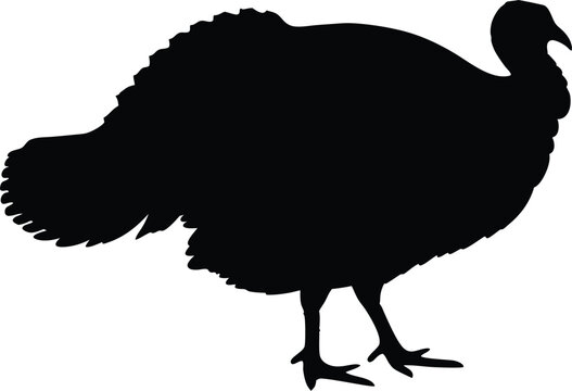 recommend clip art: turkey silhouette vector, Turkey cock bird animal silhouette, thanksgiving turkey 