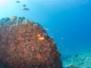 ウミトサカとキンギョハナダイ、ソラスズメダイ、キホシスズメダイ他群れ
英名学名：Sea Goldie, Pseudanthias squamipinnis
Northern yellow-spotted chromis, Chromis yamakawai
Heavenly Damselfish, Pomacentrus coelestis
Alcyonacea
伊豆半島賀茂郡南伊豆町中木ヒリゾ浜