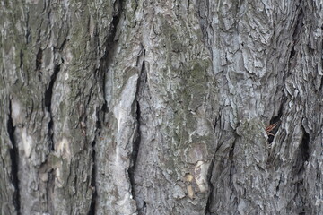 Closeup of dry grey bark of pine tree
