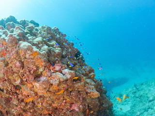 ウミトサカとキンギョハナダイ、ソラスズメダイ、キホシスズメダイ他群れ
英名学名：Sea Goldie, Pseudanthias squamipinnis
Northern yellow-spotted chromis, Chromis yamakawai
Heavenly Damselfish, Pomacentrus coelestis
Alcyonacea
伊豆半島賀茂郡南伊豆町中木ヒリゾ浜