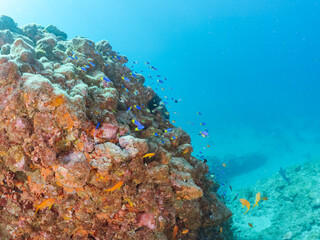 ウミトサカとキンギョハナダイ、ソラスズメダイ、キホシスズメダイ他群れ
英名学名：Sea Goldie, Pseudanthias squamipinnis
Northern yellow-spotted chromis, Chromis yamakawai
Heavenly Damselfish, Pomacentrus coelestis
Alcyonacea
伊豆半島賀茂郡南伊豆町中木ヒリゾ浜