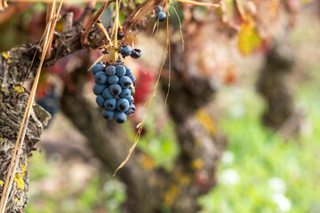 A close-up image of ripe grapes on a vine, showcasing their rich purple color against a blurred background of vineyard foliage and soil, indicative of autumn harvest time in La Rioja Spain