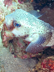 美しく大きなネズミフグ（ハリセンボン科）。
英名学名：Spot-fin porcupinefish, Diodon hystrix
静岡県伊豆半島賀茂郡南伊豆町中木ヒリゾ浜2024年

