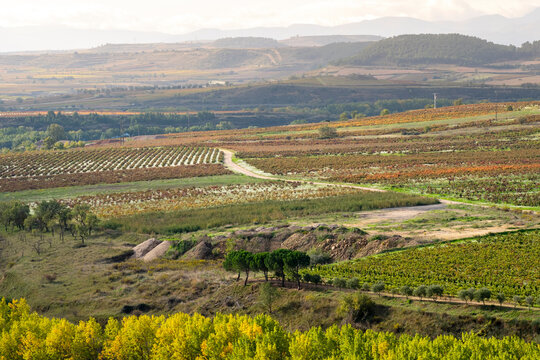 An aerial view of richly colored vineyards and trees under soft sunlight accentuates the intertwining of nature with human farming, evoking a sense of peace and bounty in La Rioja Spain
