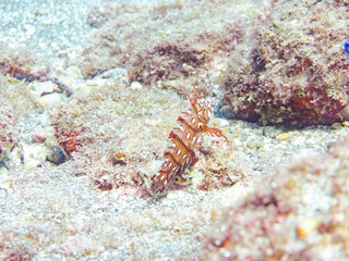 可愛いオビテンスモドキ（ベラ科）の幼魚他。
英名学名：Rockmover wrasse, Novaculichthys taeniourus

静岡県伊豆半島賀茂郡南伊豆町中木ヒリゾ浜2024年
