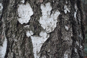 Black and white bark of weeping birch tree texture