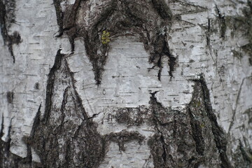 Close shot of white and black bark of weeping birch tree