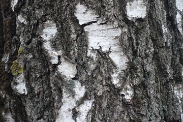 Close view of black and white bark of weeping birch tree