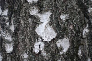 Closeup of black and white bark of weeping birch tree
