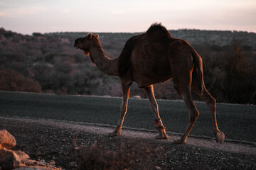Camel on a road in Morocco