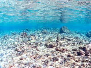 美しいアイゴ（アイゴ科）、ニザダイ（ニザダイ科）、メジナ（イスズミ科）他の群れ。半水面撮影。
英名学名：Rabbitfish, Siganus fuscescens
Sawtail (Prionurus scalprum)
Largescale Blackfish, Girella punctata
静岡県伊豆半島賀茂郡南伊豆町中木ヒリゾ浜2024年
