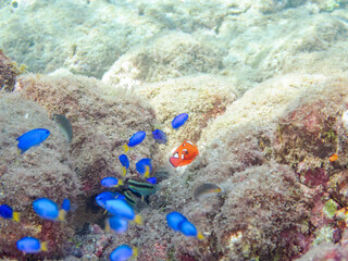 美しいツユベラ（ベラ科）の幼魚とソラスズメダイ（スズメダイ科）、ニシキベラ他の群れ。
英名学名：Yellowtail wrasse, Coris gaimard
Heavenly Damselfish (Pomacentrus coelestis) 
Cupid wrasse, Thalassoma cupido
静岡県伊豆半島賀茂郡南伊豆町中木ヒリゾ浜2024年
