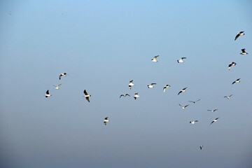 Baltiysk. Baltic Sea.
