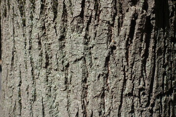 Obraz premium Closeup of grey bark of common linden tree