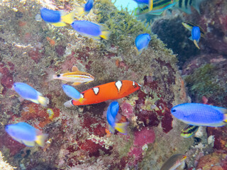 美しいツユベラ（ベラ科）の幼魚とソラスズメダイ（スズメダイ科）、ニシキベラ他の群れ。
英名学名：Yellowtail wrasse, Coris gaimard
Heavenly Damselfish (Pomacentrus coelestis) 
Cupid wrasse, Thalassoma cupido
静岡県伊豆半島賀茂郡南伊豆町中木ヒリゾ浜2024年
