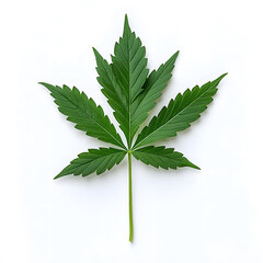 Green leaf of cannabis, isolated on white background