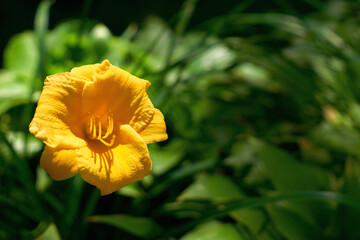 Delicate yellow Middendorf Daylily close up and fresh greenery in garden