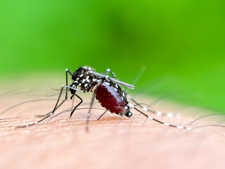 Mosquitoes suck blood in the human body, Aedes albopictus mosquitoes suck blood