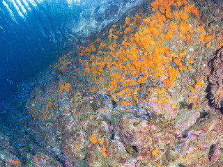 美しいアカハタ、ソラスズメダイ他の群れウミトサカ、イボヤギ他のソフトコーラルが群生する岩礁 
英名学名：Blacktip Grouper, Epinephelus fasciatus
Heavenly Damselfish, Pomacentrus coelestis
Alcyonacea
Orange Cup Coral, Tubastraea foulkneri
南伊豆町中木ヒリゾ浜2024年