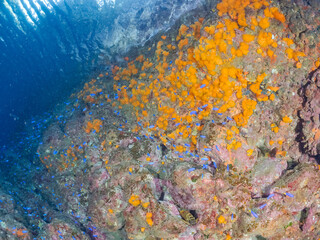 美しいアカハタ、ソラスズメダイ他の群れウミトサカ、イボヤギ他のソフトコーラルが群生する岩礁 
英名学名：Blacktip Grouper, Epinephelus fasciatus
Heavenly Damselfish, Pomacentrus coelestis
Alcyonacea
Orange Cup Coral, Tubastraea foulkneri
南伊豆町中木ヒリゾ浜2024年