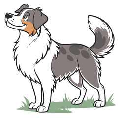 Miniature American Shepherd Dog Vector