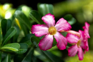 Fototapeta premium Close-up of vibrant pink flowers and green leaves.